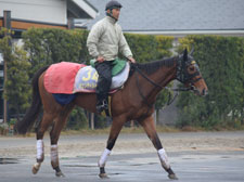 ハイレベルJC制覇に挑む、3歳牝馬ジェンティルドンナ(撮影:井内利彰)