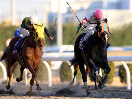 ホッコータルマエが3連覇＆史上初のGI・10勝達成！/川崎記念・川崎