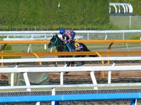 リオンディーズ、日本ダービー1週前追い切り速報/栗東トレセンニュース