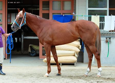 宝塚記念馬体診断】トーホウジャッカル | 競馬ニュース - netkeiba