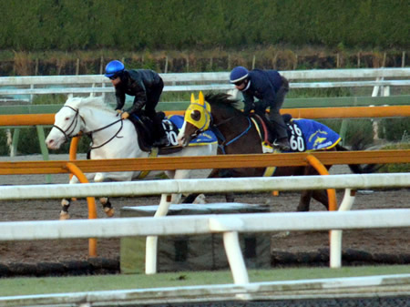 シラユキヒメ一族”以外の白毛馬がJRA初勝利 | 競馬ニュース - netkeiba