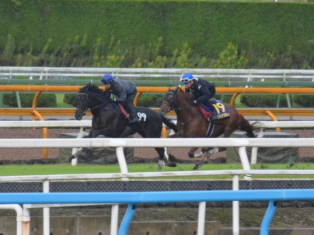 ベスト アプローチ 馬 人気