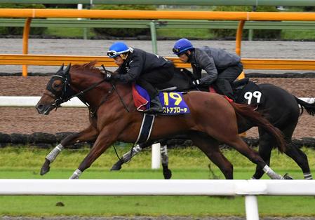 ベスト アプローチ 馬 人気