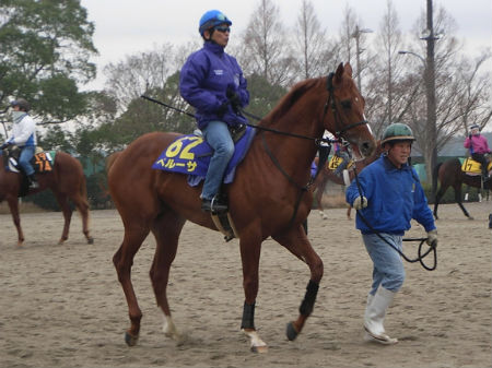 ペルーサ、安藤勝己騎手も手応え/美浦トレセンニュース | 競馬ニュース