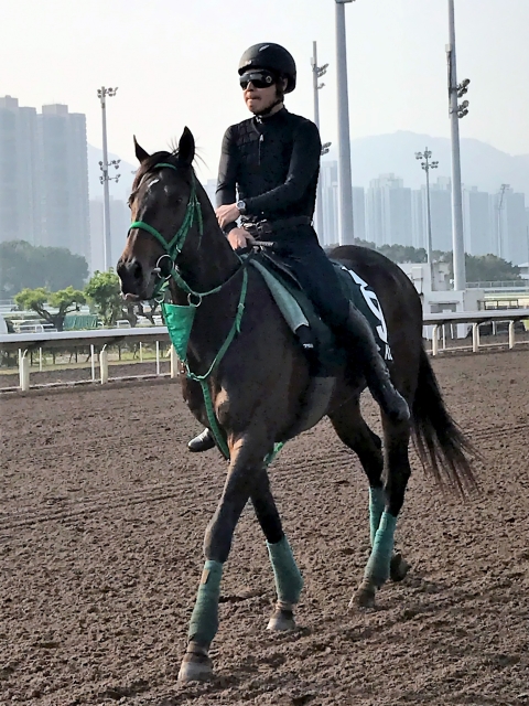 香港で装着義務のツルツルヘルメット/ねぇさんのトレセン密着 | 競馬ニュース - netkeiba