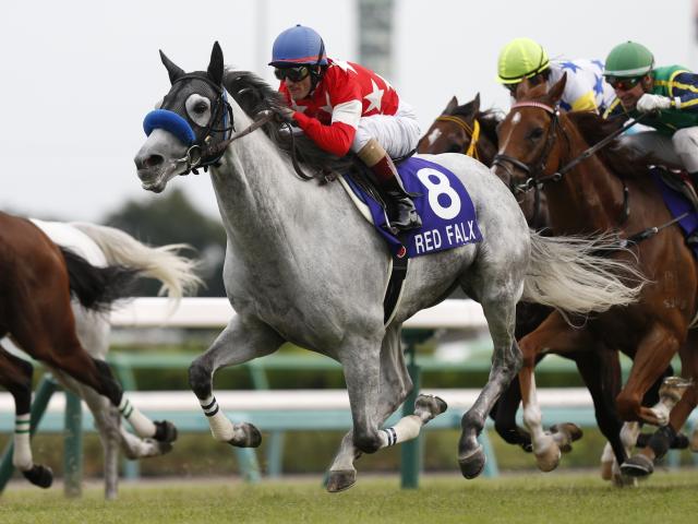 最優秀短距離馬はレッドファルクス スプリンターズS制覇など短距離路線で安定 | 競馬ニュース - netkeiba