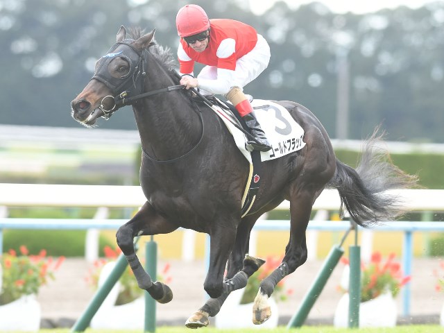 ゴールドシップ全弟のゴールドフラッグはゆきやなぎ賞を予定 | 競馬