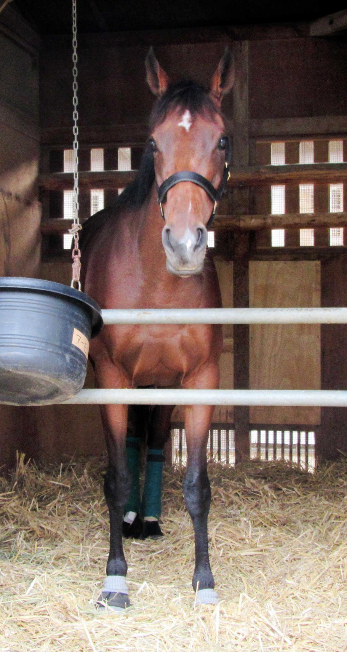 アーモンドアイ厩舎でゆったり 秋華賞一夜明け | 競馬ニュース