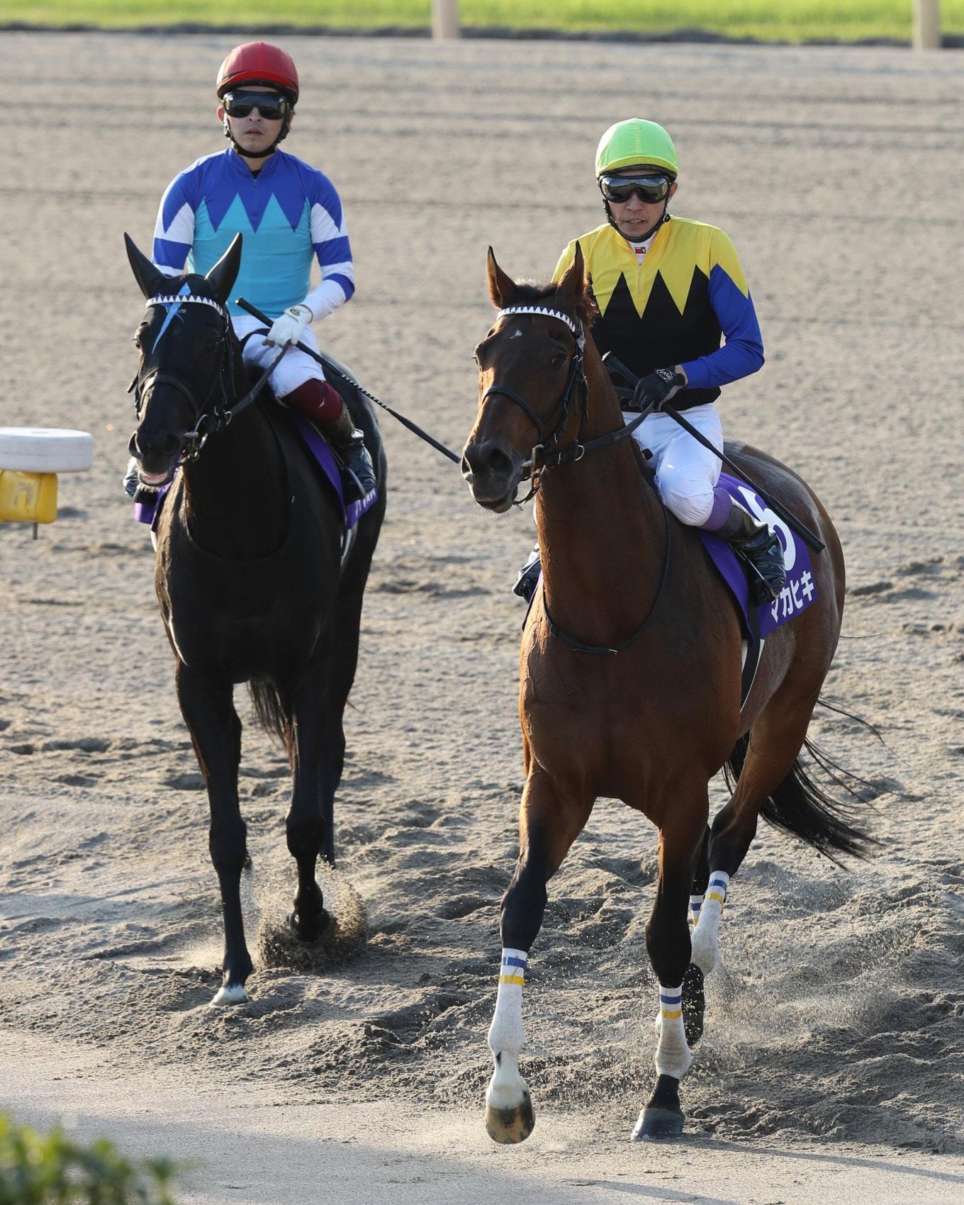 マカヒキ G1 天皇賞（秋）実使用ゼッケン 武豊騎乗 ウマ娘 ダービー馬 競馬 種牡馬 - 競馬