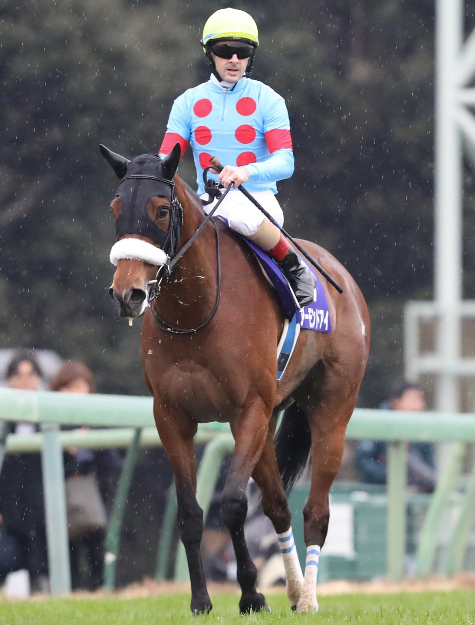 アーモンドアイ 異常なし 国枝師も安ど…今後については未定 | 競馬