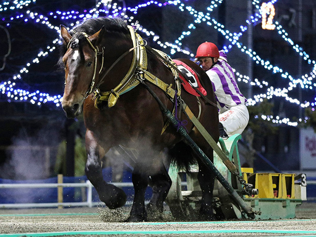 地方競馬最多の30連勝なるか、ばんえい29連勝中のホクショウマサルが6日出走 | 競馬ニュース - netkeiba