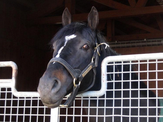 ウォーエンブレムが死亡 2002年ケンタッキーダービー馬、日本で種牡馬
