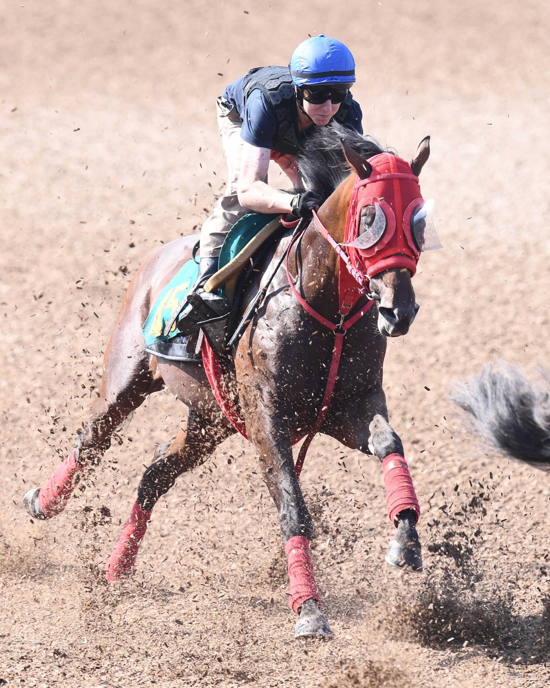 ＰＯＧ】アドマイヤレビン 併せ馬で好時計！追うごとに良化 加藤征師