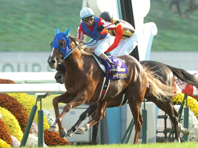 脚元丈夫なトーホウスザクが父・ジャッカルが果たせなかった夢を継ぐ！/POGマル秘週報 | 競馬ニュース - netkeiba