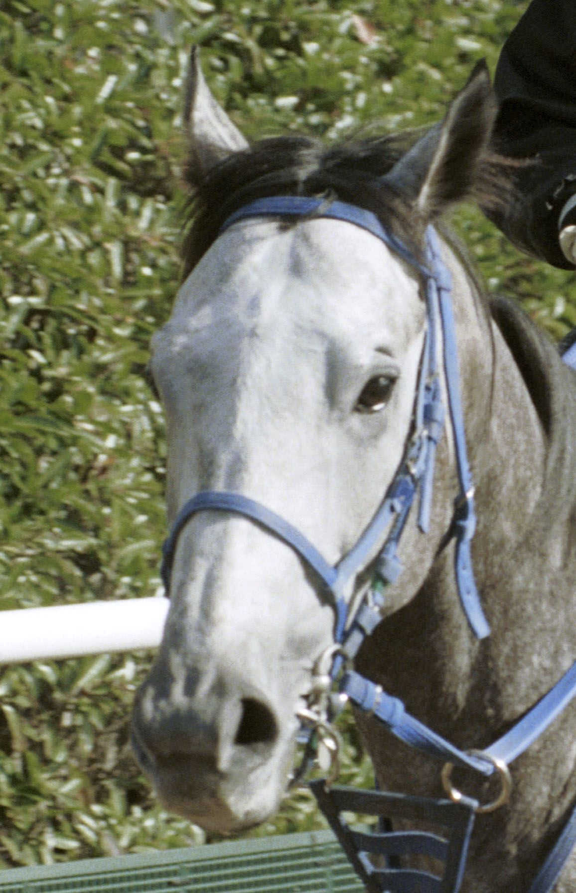 クロフネが種牡馬を引退 産駒に短距離女王・カレンチャンなどＧ１馬 | 競馬ニュース - netkeiba