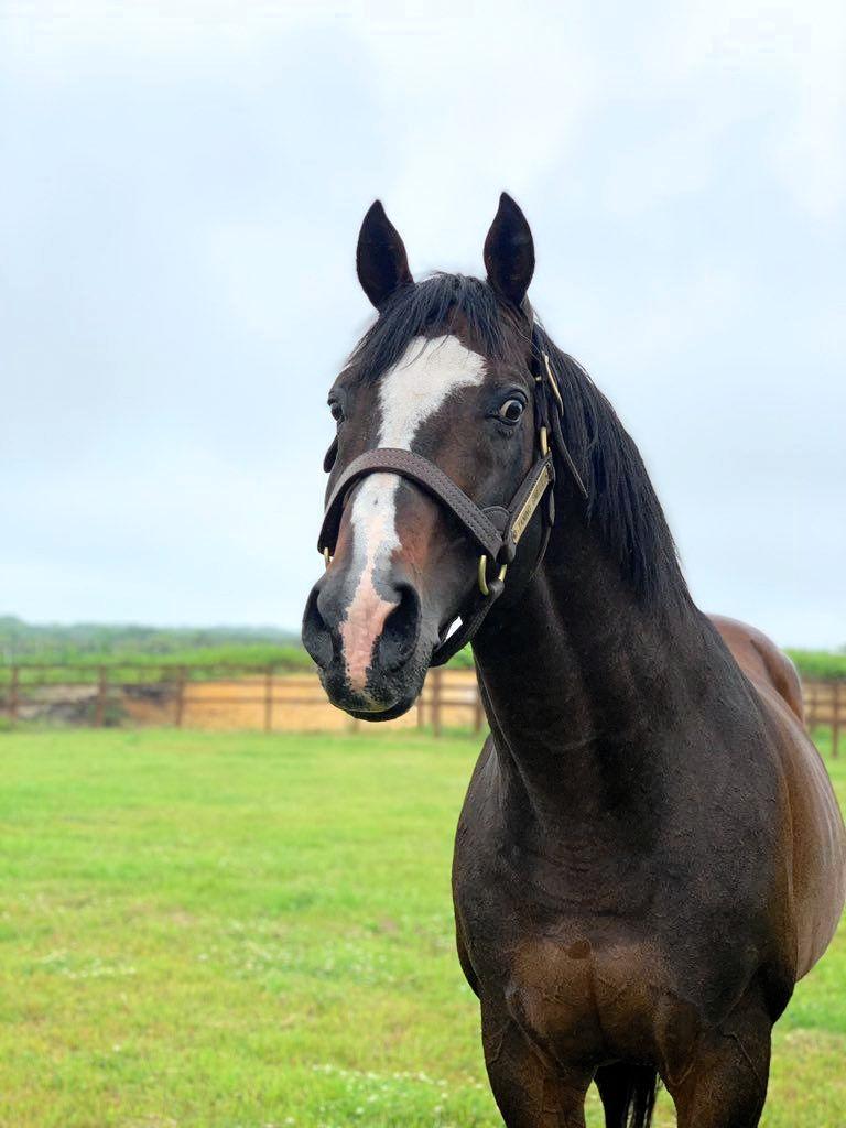 タニノギムレットが種牡馬引退 | 競馬ニュース - netkeiba