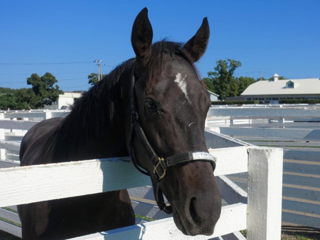 札幌2歳S見どころ】リオンディーズ産駒ピンクカメハメハらが登場 | 競馬ニュース - netkeiba