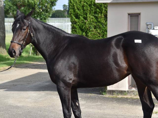 次走】デビューから3連勝中のヨカヨカはファンタジーSを視野に | 競馬