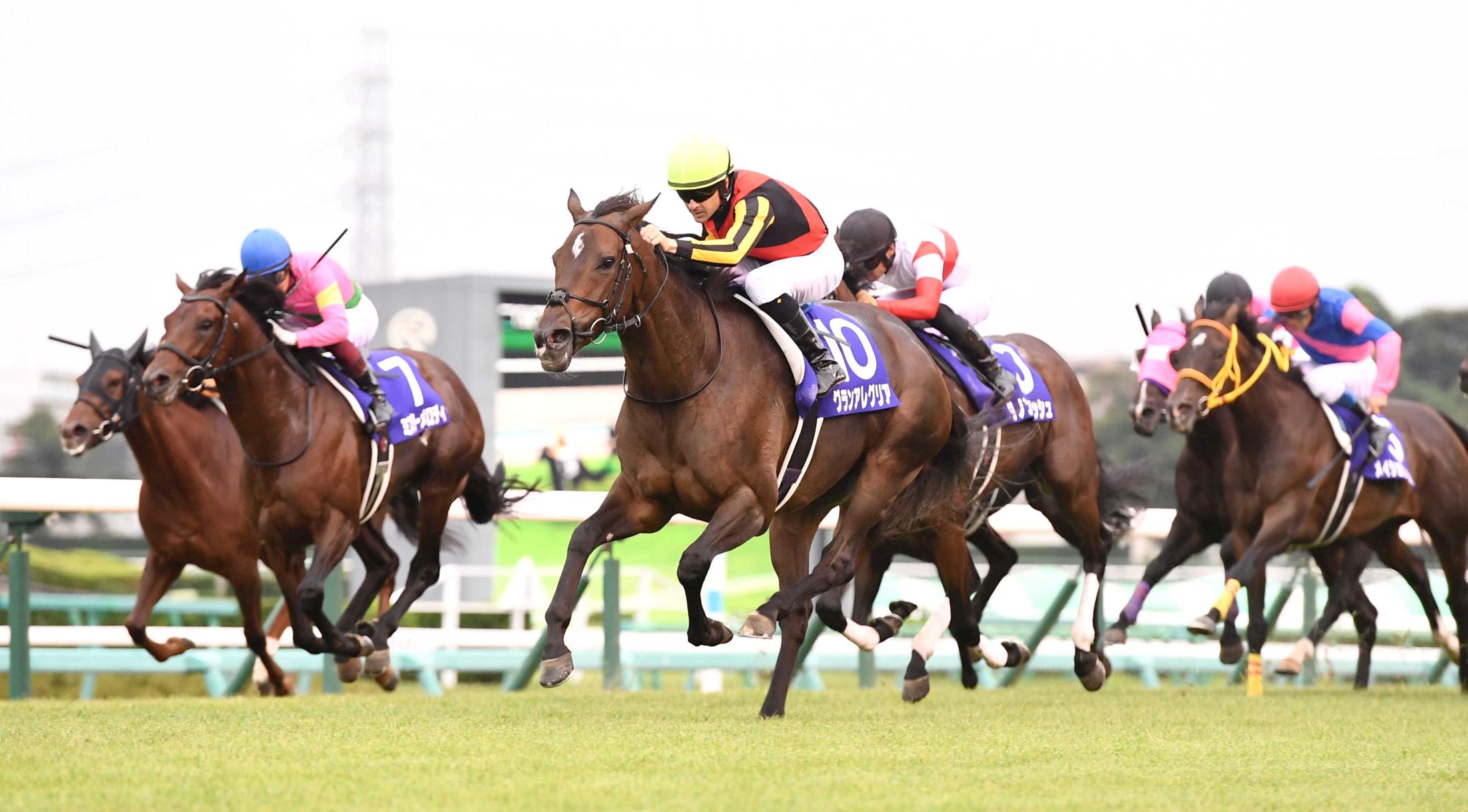 競馬 グランアレグリア スプリンターズステークス 記念パネル | www