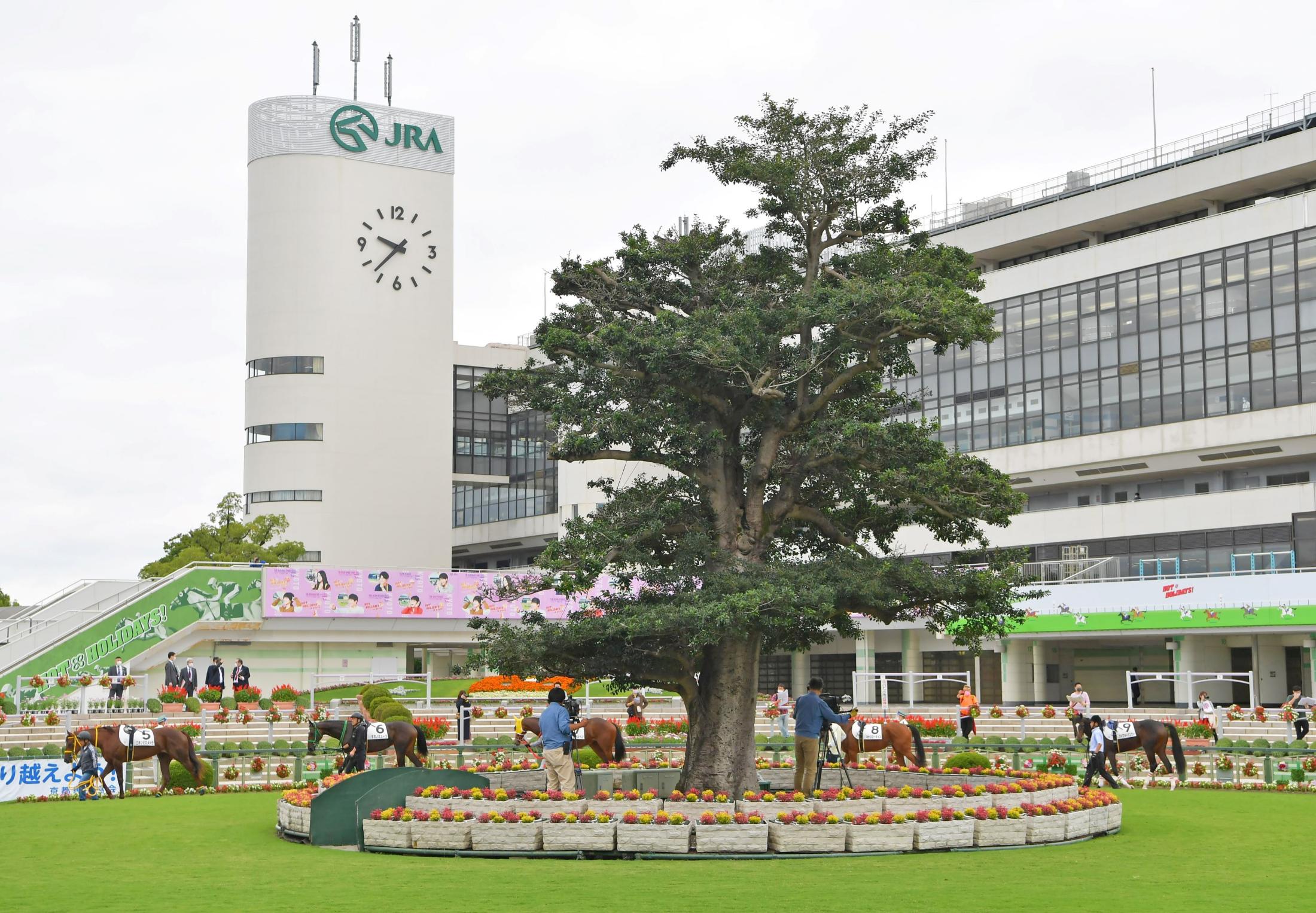 開催中に見ておきたい！京都競馬場の“気になる木” | 競馬ニュース