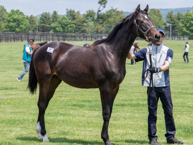 菊花賞当日の新馬戦にディープ産駒の真打ちシャフリヤール登場/POGマル