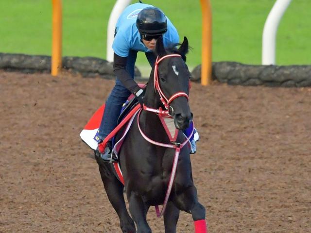 コントレイルがジャパンＣ参戦！！デアリングタクトと“無敗三冠馬対決”へ | 競馬ニュース - netkeiba