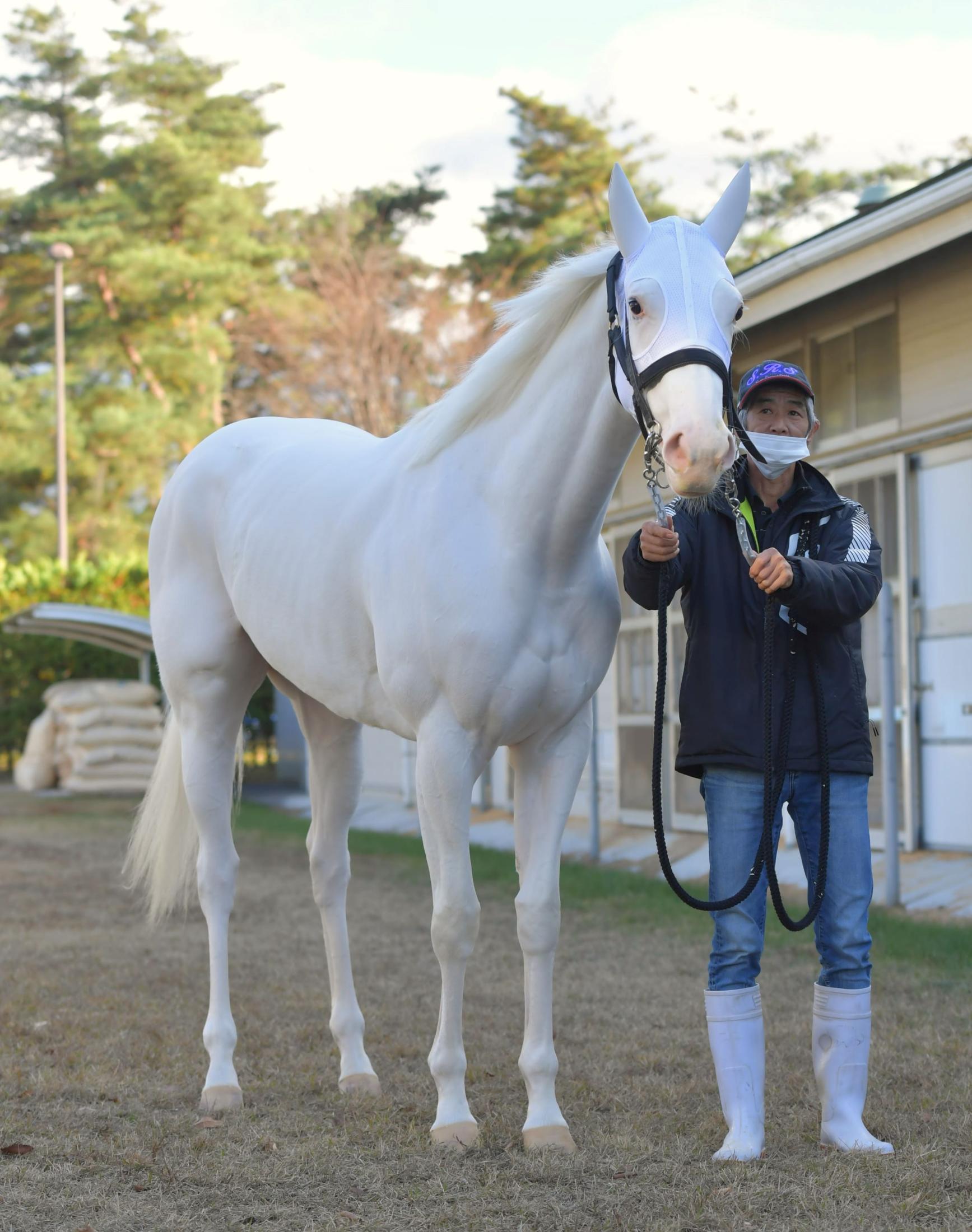 驚きの白さ？白毛のソダシで思い出す“あの馬” | 競馬ニュース - netkeiba