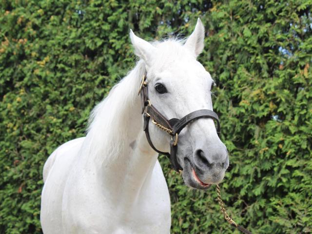 芝・ダート両GI制覇のクロフネが23歳で死亡 種牡馬としてもカレンチャン・ソダシらの父に | 競馬ニュース - netkeiba