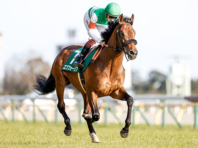 次走】共同通信杯Vのエフフォーリアは皐月賞直行を視野に | 競馬ニュース - netkeiba