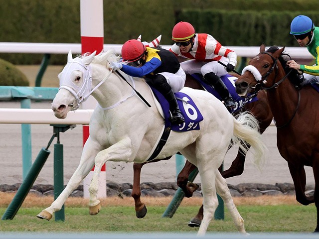 白馬 ソダシ イラスト 水彩画 競馬 桜花賞 記念 白毛一族 - アート/写真