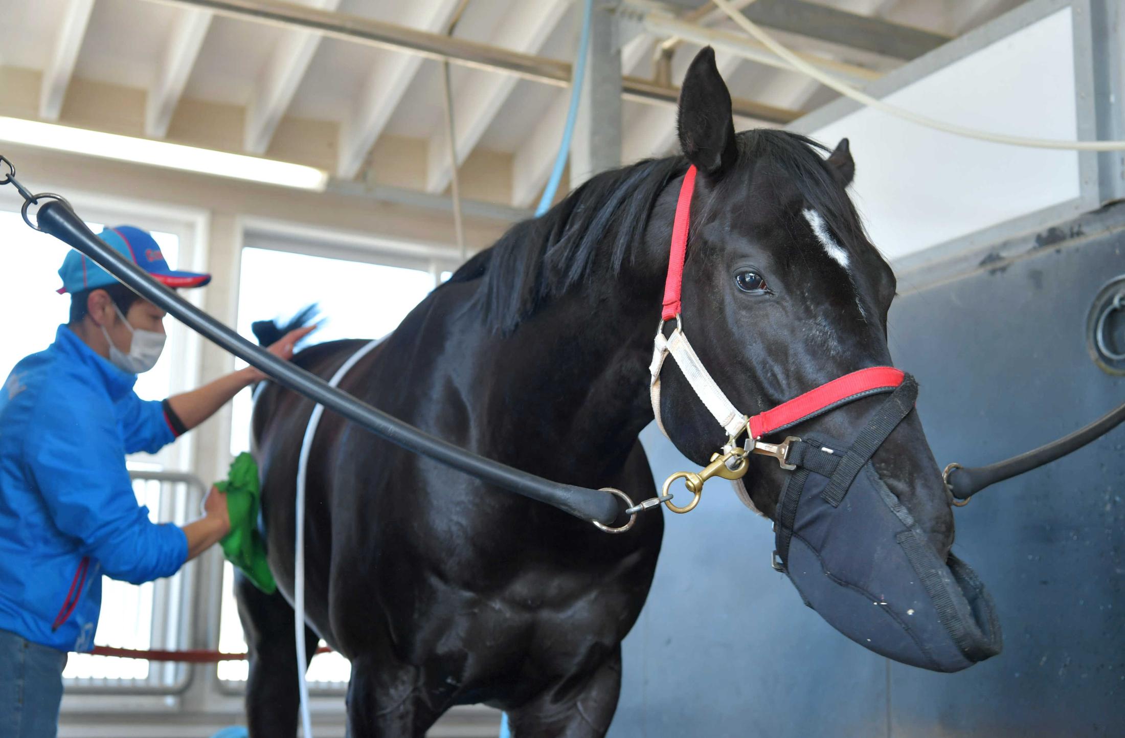 大阪杯】コントレイル“第２章”快幕だ グランアレグリア警戒も３冠馬の意地見せる | 競馬ニュース - netkeiba