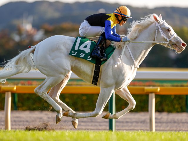 白馬 ソダシ イラスト 水彩画 競馬 桜花賞 記念 白毛一族 - アート/写真