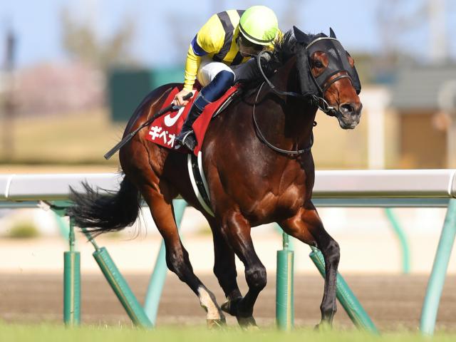 競馬 馬具 ストア チーク