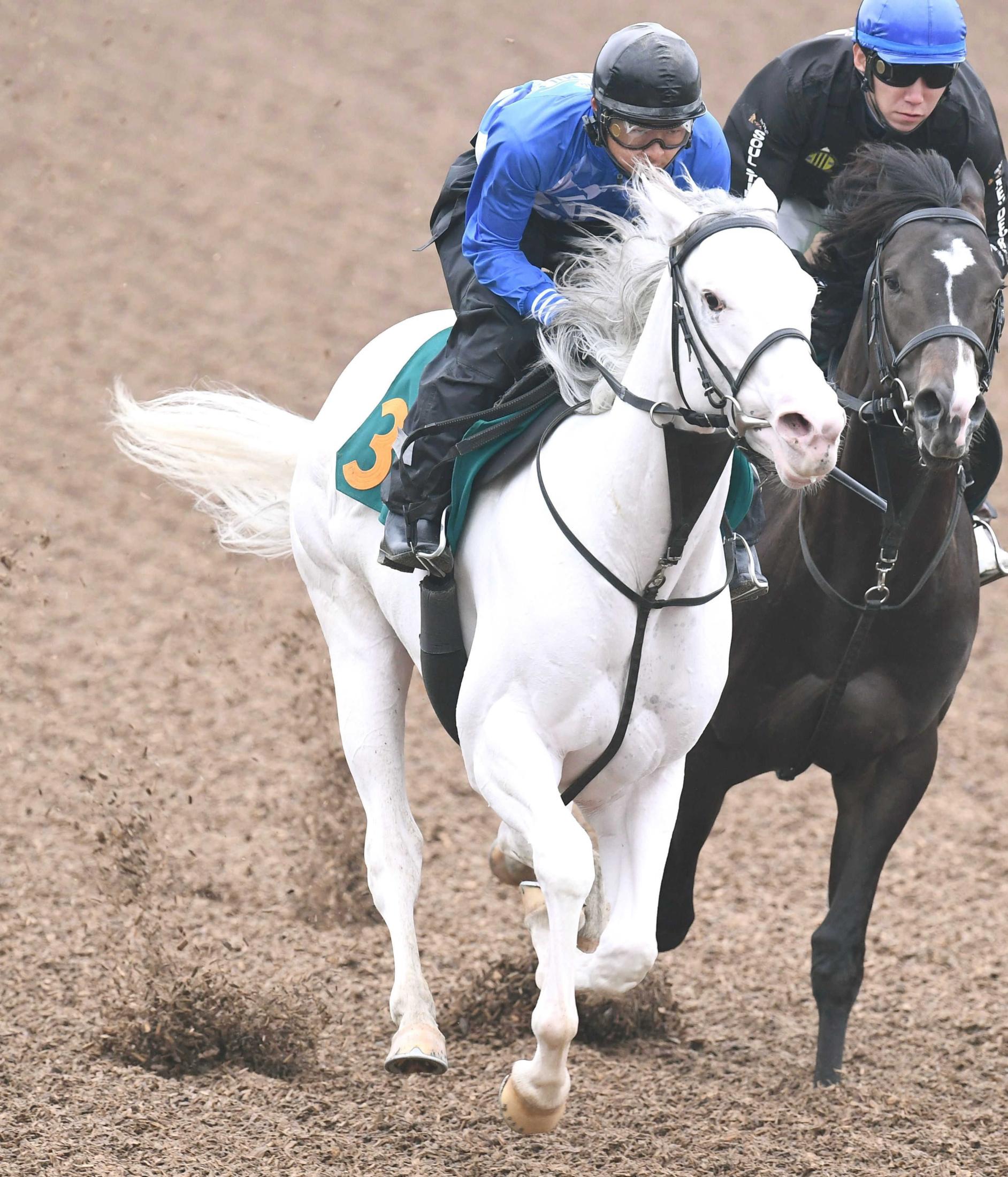 ハイアムズビーチ 単勝 メイクデビュー東京 新馬戦 白毛 競馬-