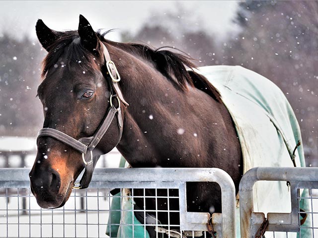 セレクトセール2021注目馬】60%がOP馬？ 成績抜群ノーザンファーム生産のバゴ産駒 | 競馬ニュース - netkeiba