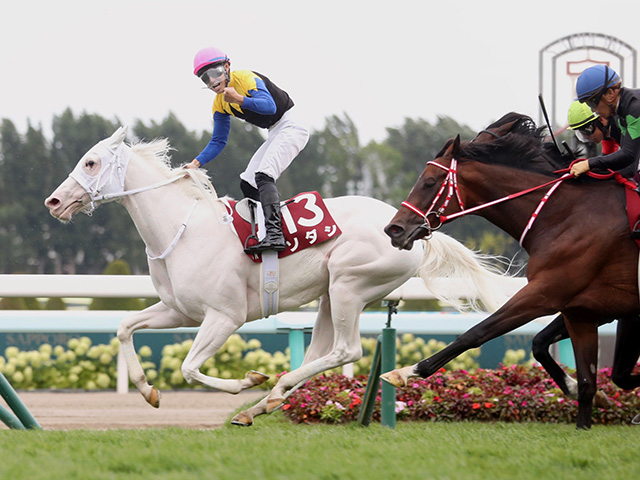 ソダシ 金子オーナー勝負服 フリーサイズ-