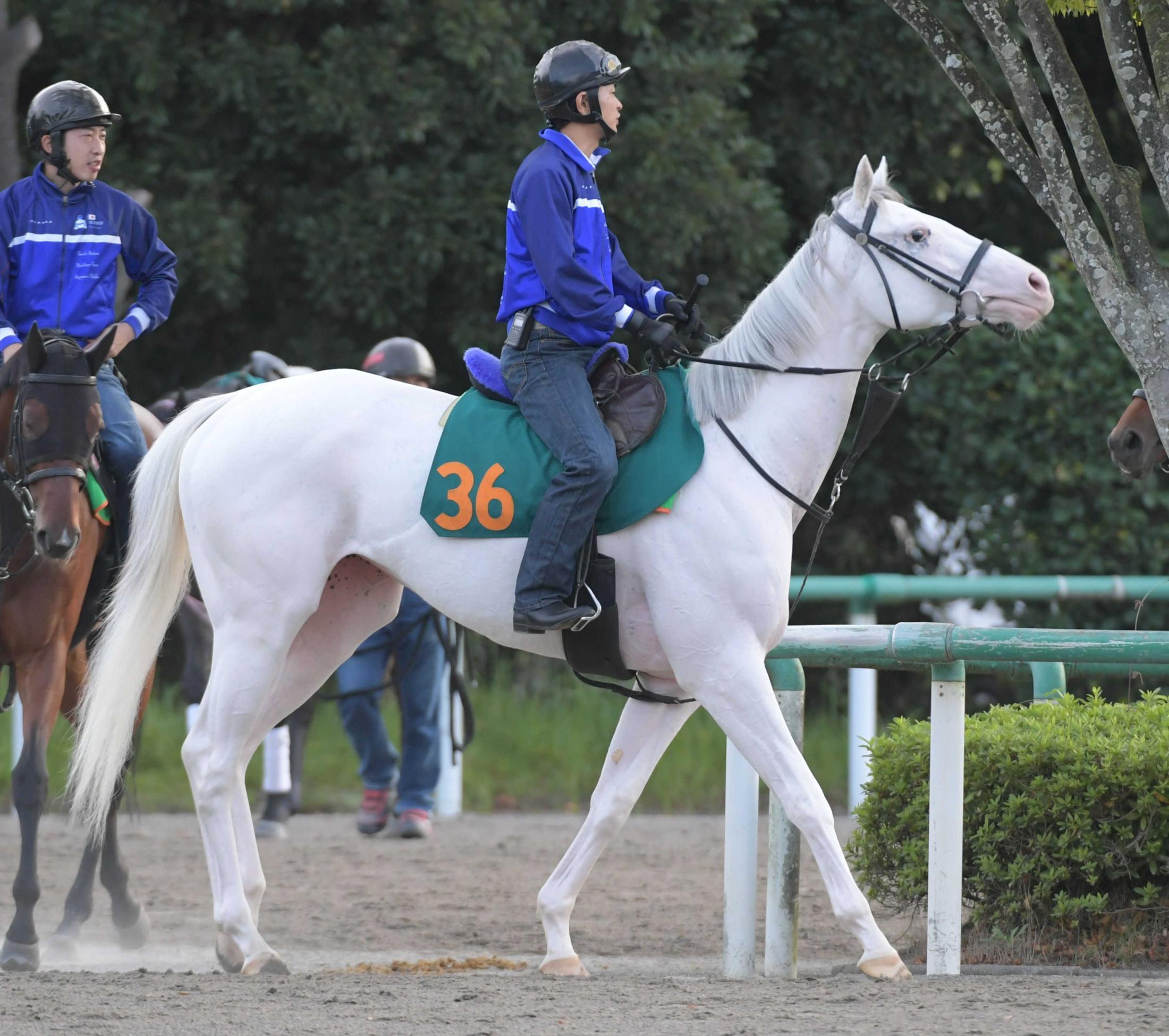 ハイアムズビーチ 単勝 メイクデビュー東京 新馬戦 白毛 競馬-