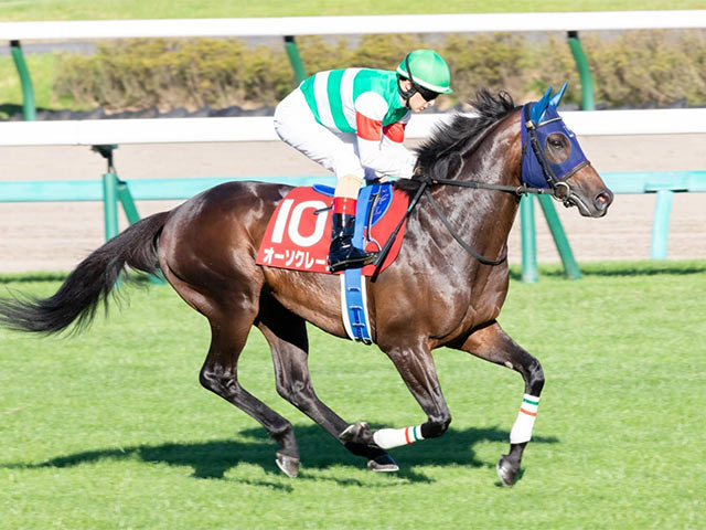 菊花賞・馬体重】ステラヴェローチェは494kg(-12)、オーソクレースは