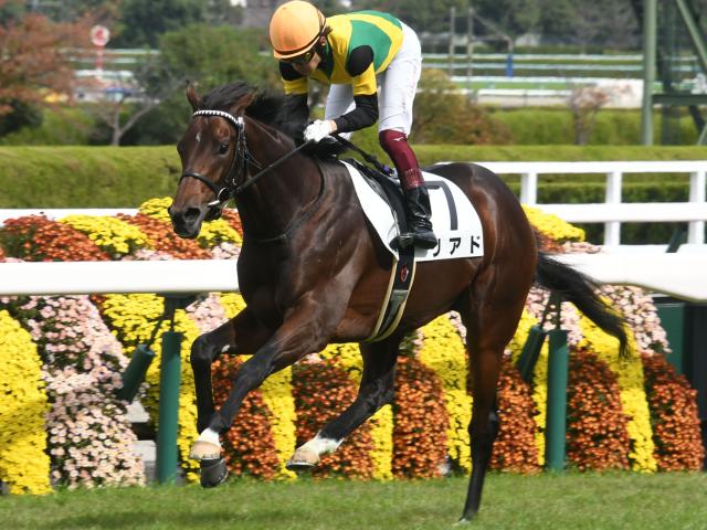 競馬］ハーパー（メイクデビュー）現地的中単勝馬券／福永祐一 販売