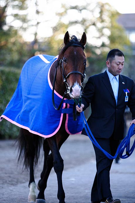 メイショウサムソンが種牡馬引退 | 競馬ニュース - netkeiba