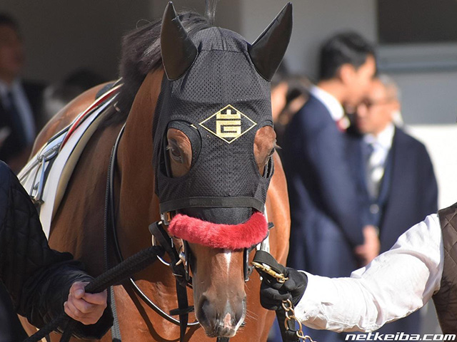 JRA】オグリローマンの孫クリップスプリンガが予後不良に | 競馬