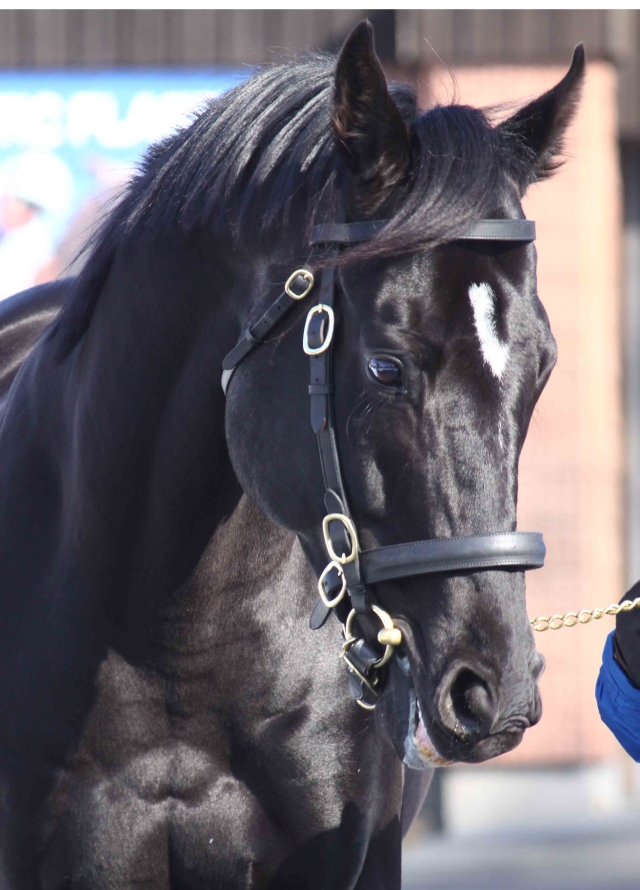 新種牡馬コントレイルなど31頭がお披露目 社台SSで種牡馬展示会を開催 | 競馬ニュース - netkeiba