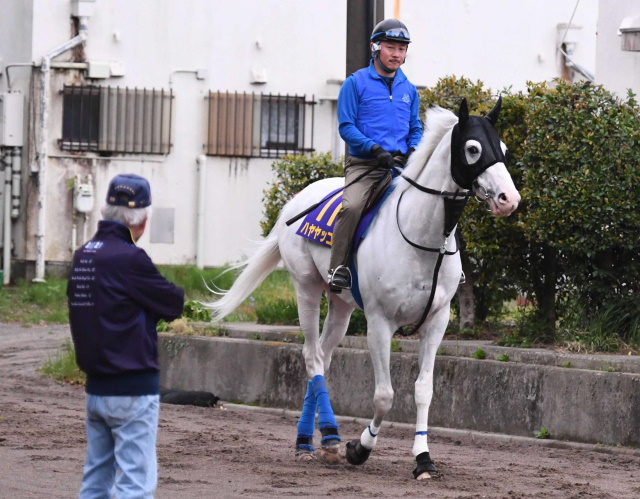 絵になる白毛馬ハヤヤッコ＆武豊コンビ | 競馬ニュース - netkeiba