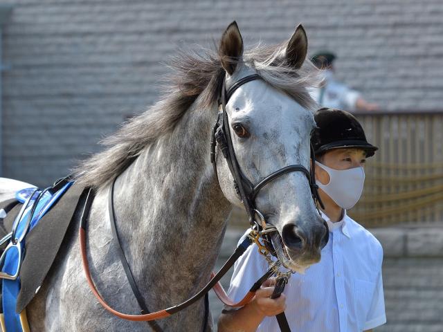 激レア！ ステイゴールド 香港ヴァーズ 優勝記念 ブルゾン ジャンパー 