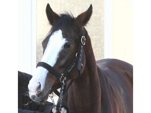 宝塚記念に挑戦するメロディーレーンは団野と新コンビ | 競馬ニュース