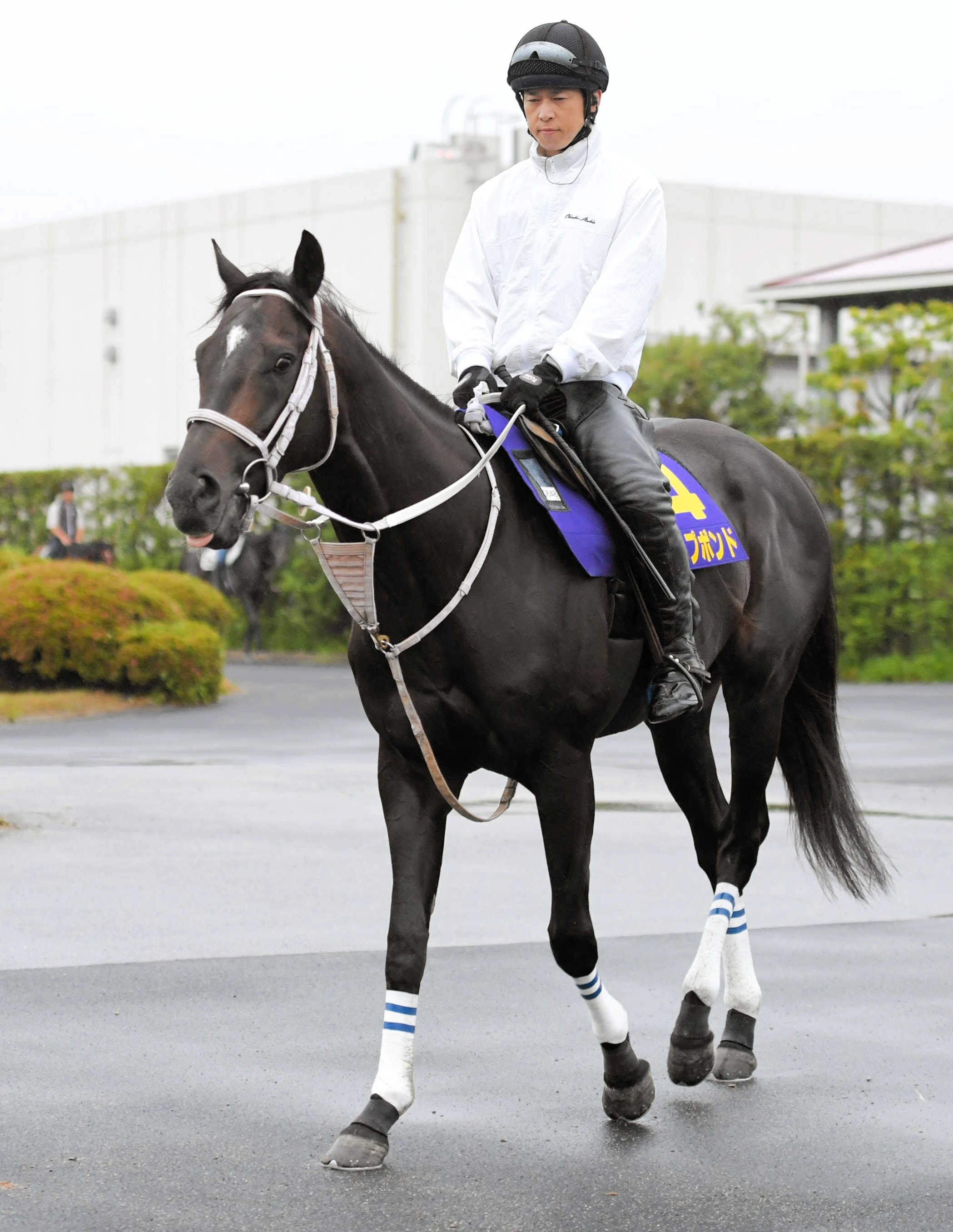 ディープボンドが凱旋門賞直行へ | 競馬ニュース - netkeiba