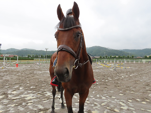 ヨシオが福島競馬場で誘導馬に 「無事之名馬」を体現したアイドル