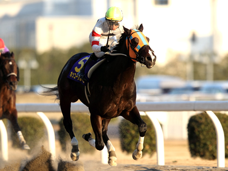 ホッコータルマエが断然人気に応えGI・5勝目/川崎記念・川崎 | 競馬