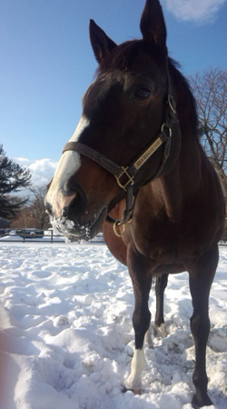 重賞4勝のダイヤモンドビコー、出産直後に死亡 | 競馬ニュース - netkeiba