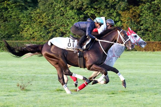 凱旋門賞】ディープボンドは20頭立ての5番ゲートに決定 | 競馬ニュース - netkeiba